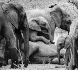 Serondella - elephant pile3 Serondella - elephant pile3
